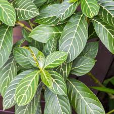 Image result for Sanchezia speciosa