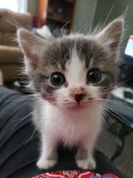 Chaton Kittens Cutest Cute Cats Cute Funny Animals