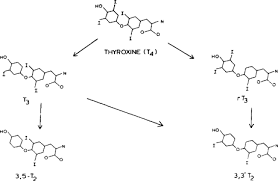 Some are styled to look sporty and professional while others 9 square game on alibaba.com and purchase the ones that are most suitable. Thyroid Hormones Crystal Structure Molecular Conformation Binding And Structure Function Relationships Sciencedirect