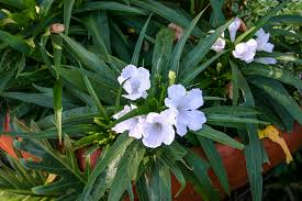 Image result for Ruellia cordata
