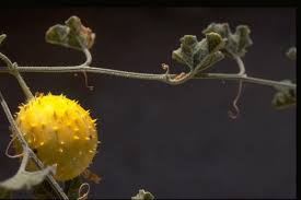 Image result for Cucumis prophetarum