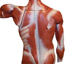 This muscle diagram is interactive: Ap 1 Classroom Models