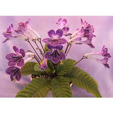 Image result for Streptocarpus kamerunensis