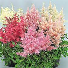 Perennials A K Horticultural Products Services Astilbe Flower Astilbe Arendsii Flower Seeds