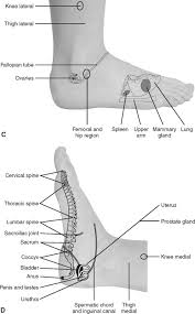 Reflexology An Overview Sciencedirect Topics