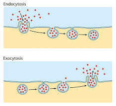 Active transport requires cellular energy to achieve this movement. Active Transport The Definitive Guide Biology Dictionary