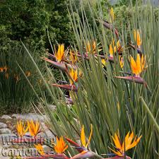Bird Of Paradise Palm Plant Pin On House Plants