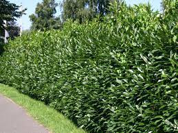 Unproblematisch sind dagegen enge nachbarschaften zu anderen gehölzen. Kirschlorbeer Lorbeerkirsche Caucasica Prunus Laurocerasus Caucasica Baumschule Horstmann