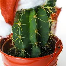 It is one of the most affordable and accessible succulent potting soil mix out there. Complete Collection Of Christmas Cactus Free Delivery