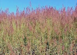 Image result for Melinis minutiflora