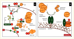Fatty Liver Low Cholesterol Syndromes And Lipid Lowering Drugs A Download Scientific Diagram