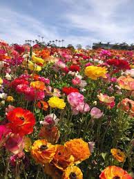 The Flower Fields Carlsbad Ca Flower Field Beautiful Flowers Flowers