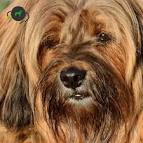 Tibetan Terrier Dog Breed Information, Pictures ...