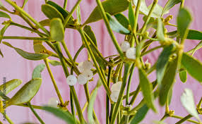 Image result for Santalaceae