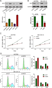 Knockdown Ae2 Inhibited Ovarian Cancer Cell Proliferation