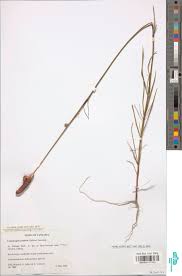 Image result for Centemopsis