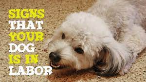 Most dogs will refuse to eat when labor begins, and may vomit. Signs Of Dog In Labor Youtube