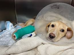 Plane Crash Survivor: Whiskey the Labrador Mix Receives Treatment in  Middletown, Connecticut