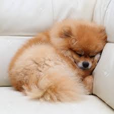 Wann die domestizierung stattfand, ist umstritten. Pommerschen Hund Susse Haustiere Schlafen Auf Weissen Ledersofa Mobel Lizenzfreie Fotos Bilder Und Stock Fotografie Image 44759747