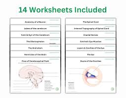 Image result for Neurology Worksheets