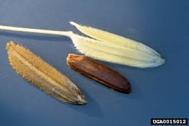 Image result for Oryza longistaminata