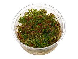 Image result for Ludwigia senegalensis