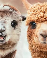 There Are So Many Majestic And Unique Beings Out There Who Are Also Worth To Get Attention Even Though Most Of Them Ar Animals Beautiful Animals Animal Photo
