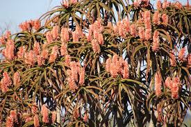 Image result for Aloidendron barberae