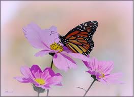 ❤ get the best purple butterfly wallpapers on wallpaperset. Wallpaper Flowers Nature Purple Insect Wildlife Illinois Bug Color Flower Flora Petal Monarch Musictomyeyeslevel1 Pentaxart Blooms Sigma70300 K20d Pentaxk20d Flowering Plant Macro Photography Invertebrate Daisy Family Nectar