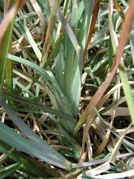 Image result for Eustachys paspaloides