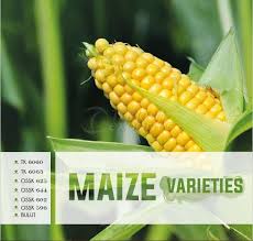 Experience the wide range of benefits these maize seed provide. Maize Seed