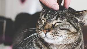 ruyada kedi sevmek tabiri ruyada beyaz kedi gormek