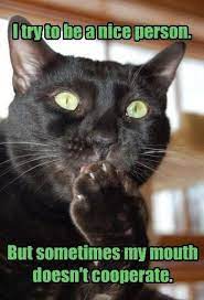 The Voices In My Head Shoot Right Out My Mouth Funny Cat Memes Funny Animals Funny Animal Pictures