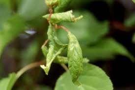 サクラ属樹木の害虫