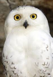 Article 2532759 1a63098a00000578 608 306x439 Jpg 306 439 Harry Potter Owl Hedwig Owl Harry Potter Birthday