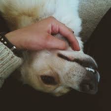 Dog Cute Rus Finosu