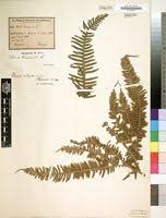 Image result for Pteris friesii