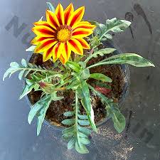 For over 25 years, ferns n petals is helping you to celebrate your special moments by delivering fresh flowers and fabulous gifts to your loved ones. Buy Gazania Flower Plant Online In India Nursery Kart