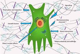 The connective tissue matrix consists of various cells that function to hold tissues together. Role Of The Extracellular Matrix In Skin Aging And Dedicated Treatment State Of The Art