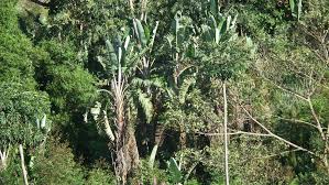 Image result for Strelitzia caudata