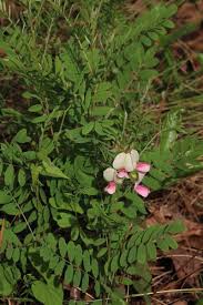 Image result for Tephrosia polystachya