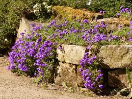 Die Blaukissen Aubrieta Hybriden Sind Im Fruhlingsgarten Die Farbknaller Sie Bilden Niedrige Polster Die Im April Und M In 2020 Fruhlingsgarten Pflanzen Steingarten