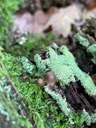 Image result for Digitaria gymnostachys