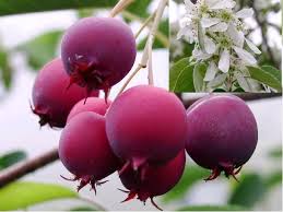 Image result for indiánská borůvka obrázek