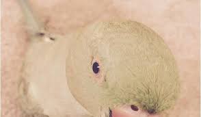 صور بغبغاء أجمل صور للبغبغان رائعة جدا أنواع البغبغان بالصور موقع حصري animals picture parrot