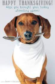 Find gifs with the latest and newest hashtags! Happy Thanksgiving Dog Thanksgiving Funny Dachshund Dachshund