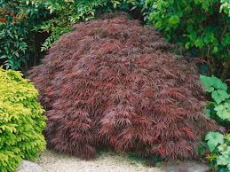 Stella rossa is a futsal club based in vienna, austria. Acer Palmatum Dissectum Stella Rossa Weeping Japanese Maple Leafland Wholesale Tree Nursery