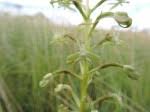 Image result for Habenaria humilior