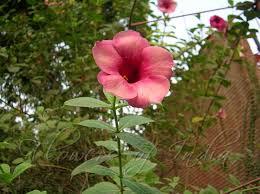 Image result for Allamanda