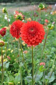Pin On Dahlia Tubers